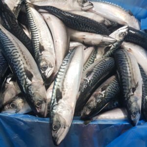 Premium Mackerel