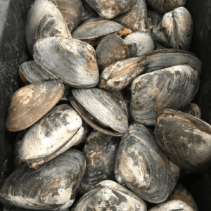 Premium Clams