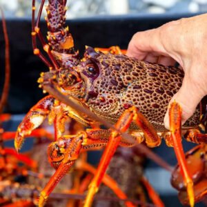 Premium Jasus Lalandii Lobster