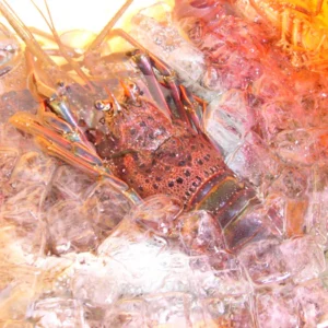 Premium Spiny Lobster